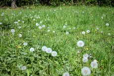 Löwenzahn-Pusteblume-Wiese-1.jpg